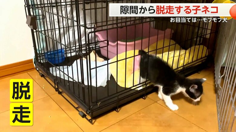 （にゃんちゅうばぁCatTuber）