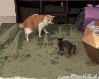 提供：たーにゃ。さん