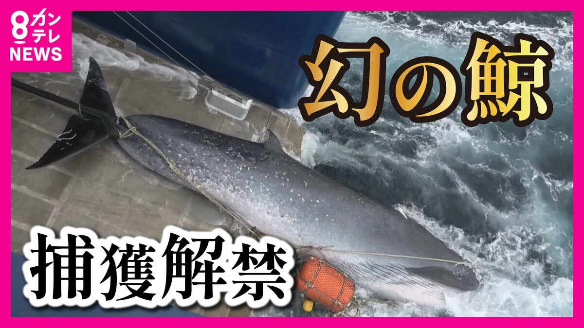 幻の鯨』食べられるかも「ナガスクジラ」の商業捕鯨解禁 1頭で25トン