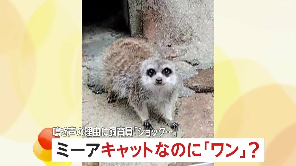 ワン！ワン！」犬のように鳴くミーアキャット…実はマングースの仲間
