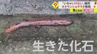 「ここにいちゃいけない」倉敷の用水路に体長60cmオオサンショウ…