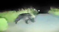 【ヒグマ速報】あわや激突！急に車道に飛び出してきたクマ映像「こんなにも人がいる街にクマが近づいているんだ」＆観光スポット近くでは体長2メートルのクマ目撃＜北海道の函館市と札幌市＞