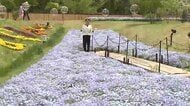 「まるで青いじゅうたん」ネモフィラが見頃　岩手・雫石町