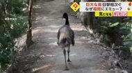 「2月上旬に盗難にあった」巨大な鳥“エミュー”が福岡市の登山…