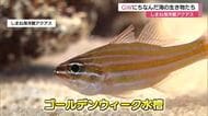 見てウキウキ“ゴールデン”な水槽…しまね海洋館アクアスでGWにちなんだ海の生き物紹介（島根）