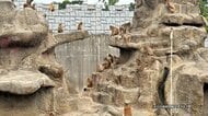 「パンチ君」のサル山にレーザーポインター照射か　失明やストレス懸念　千葉・市川市動植物園