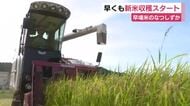 早くも新米収穫スタート　静岡県内JAトップ　静岡生まれの早場米「なつしずか」きれいなコメが順調に生育