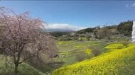 美しい原風景を「つなぐ棚田遺産」・西谷棚田で魅力発信　菜の花に彩られ＜福島県・二本松市＞