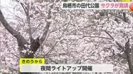「とす弥生桜まつり」開催 約600本のソメイヨシノ 鳥栖市田代公園で見ごろ迎える【佐賀県】