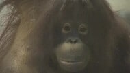 「かわいらしい顔とか見て」とべ動物園　オランウータンお嫁さん候補「ジェニファー」一般公開へ【愛媛】