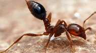 “殺人アリ” が日本上陸…しかし、凶暴「ヒアリ」に残酷な天敵がいた！