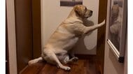 「起きてく〜ださい」と優しくノック？控えめにパパを起こすラブラドールがかわいい…毎朝の光景なのか飼い主に聞いた