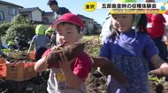 園児が『五郎島金時』等のサツマイモの収穫体験 こども園の給食や焼き芋パーティー等で味わう予定 金沢市