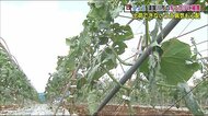 特産のキュウリが…収穫目前で1か月分の出荷を諦める事態に 福島県を襲ったひょうの被害