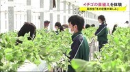 「冬の収穫が楽しみ」高校生がイチゴ苗植え体験 秋田・羽後町