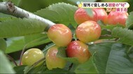 25@横手市 屋外で楽しめる初夏の“旬” 秋田