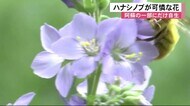 阿蘇の一部だけに自生するハナシノブが可憐な花【熊本】