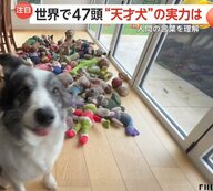 “人間の言葉を理解”する天才犬・ハービーくん　覚えたおもちゃの名前は220種超！コミュニケーションのコツは「根気強さ」「一貫性」