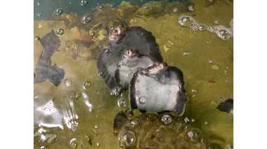 魚のカレイが華麗にアピール!? “立ち泳ぎ”もできて「意外と人懐っこい」