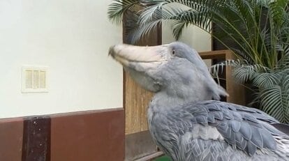 豪快に水を飲み、盛大にこぼす」ハシビロコウに爆笑…まるで“ししおどし”？どうしてこうなっちゃうのか聞いた｜FNNプライムオンライン