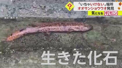 「ここにいちゃいけない」倉敷の用水路に体長60cmオオサンショウウオ現る　国の特別天然記念物は雨で流された！？　岡山県
