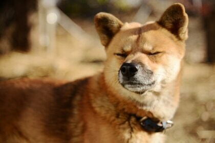 飼い主の約半数が「知らない」？犬や猫も花粉症になる可能性… 獣医師に確かめる方法と対策を聞いた