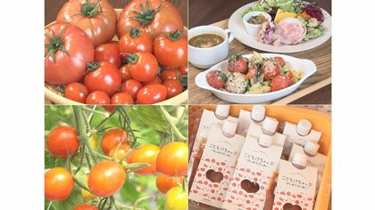 行列のできるトマト直売所「他の所では食べられない」　20袋買う人も…爆売れ“海津の冬春トマト”とは【岐阜発】