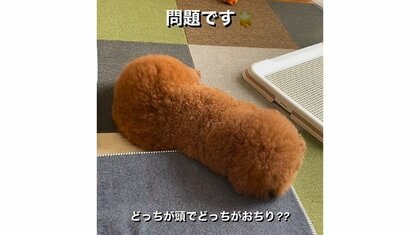 「わかるかな？」トイプードルの頭とお尻を見分ける“クイズ”が難問…普段から間違える？飼い主に聞いた