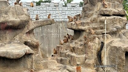 「パンチ君」もいるサル山にレーザーポインター照射か　サルへの健康被害なしも失明やストレス懸念　千葉・市川市動植物園
