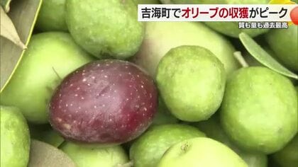 「気持ちがええわ。大量」今治・大島でオリーブ収穫ピーク　地元住民グループが耕作放棄地で栽培【愛媛】