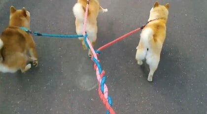 散歩中の柴犬3匹のリードが“編まれる”光景がかわいい…飼い主に状況を聞いてみた