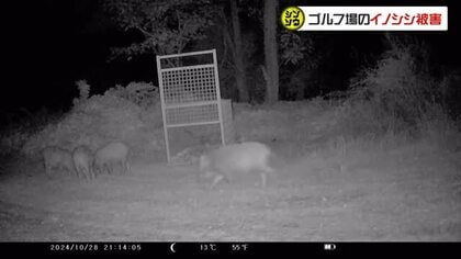 玉野市のゴルフ場の芝生を掘った“犯人”は山林に住み着いたイノシシ…その駆除対策の実態は？【シンソウ】