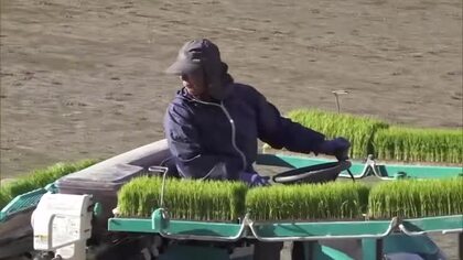 「おいしいお米をたくさん作ります」早期水稲が盛んな日南市など県南地域で田植え始まる