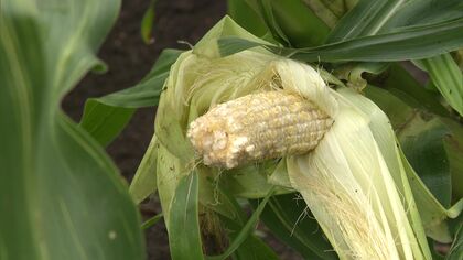 【ヒグマ速報】トウモロコシ約30本が食い荒らされる被害―畑にはくっきりと複数の足跡「これ完全にクマでしょ」道路をはさんだ別の畑にも―北海道は「ヒグマ注意報」出し注意呼びかけ〈北海道江差町〉