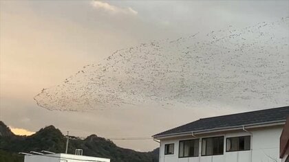 麦を食い荒らす「カモの大群」を“ロケット花火”で撃退　食害に悩まされる農家【佐賀発】