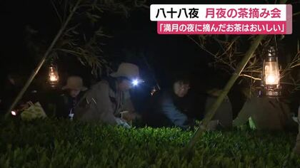 月夜の茶摘み会　「満月の夜に摘んだお茶はおいしい」ランタンの灯りで幻想的な雰囲気　140人参加