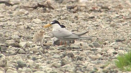 絶滅危惧種「コアジサシ」が建物跡地で子育て　急きょ工事延期に…「元気に巣立って」【佐賀発】