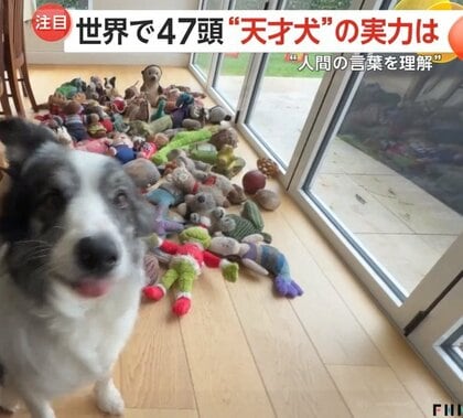 “人間の言葉を理解”する天才犬・ハービーくん　覚えたおもちゃの名前は220種超！コミュニケーションのコツは「根気強さ」「一貫性」