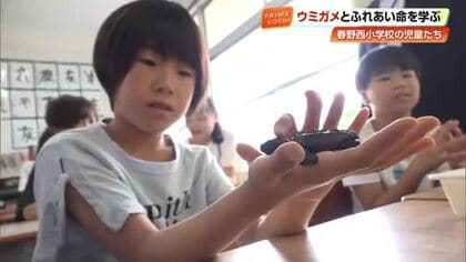「ちゃんと生き物ながや」ウミガメの赤ちゃんと高知市の小学生が触れ合い　春野西小