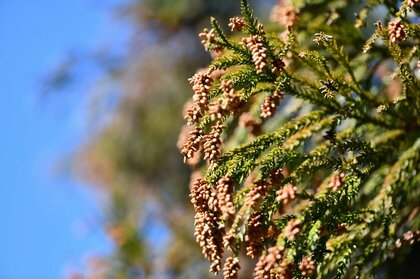 飛散花粉量は昨年の2.7倍…過去10年で最多の飛散量の恐れに、専門家が注意を促す外出時の万全な対策