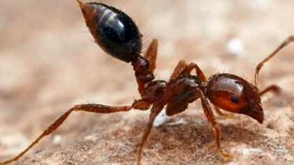 “殺人アリ” が日本上陸…しかし、凶暴「ヒアリ」に残酷な天敵がいた！