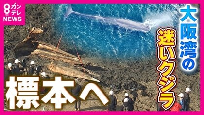 大阪湾“迷いクジラ”を約2年ぶりに掘り起こし　今後は骨格標本に…「少なくともあと1～2年かかる」　数年がかりになる理由は骨の中の“脂肪除去”
