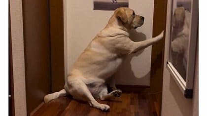 「起きてく〜ださい」と優しくノック？控えめにパパを起こすラブラドールがかわいい…毎朝の光景なのか飼い主に聞いた