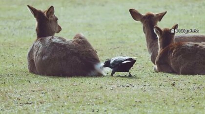 カラスが“シカのおしりの毛”を抜いて・置いて・戻して…「巣作り」のためだけじゃない謎の行動の理由