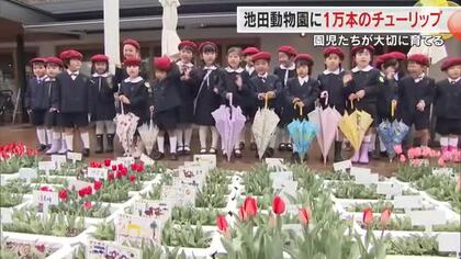 園児たちが育てた約１万本のチューリップ…岡山市の池田動物園を彩る【岡山】