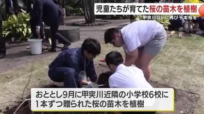 甲突川沿いに千本桜を再生へ　子供たちが育てた桜の苗木を植樹・鹿児島市