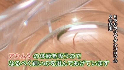 絶滅の危機「ゲンゴロウ」 種の保存に奮闘する飼育員 採取活動で新種