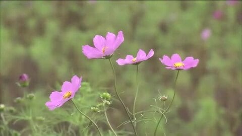 太陽燦燦に期待　この時期見ごろ迎えるコスモスの開花に遅れ　長雨と日照不足の影響　福島・猪苗代町
