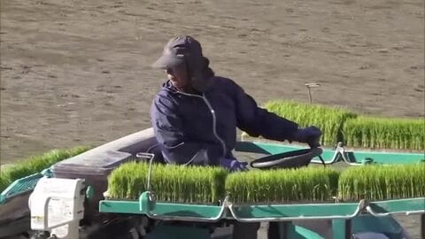 「おいしいお米をたくさん作ります」早期水稲が盛んな日南市など県南地域で田植え始まる
