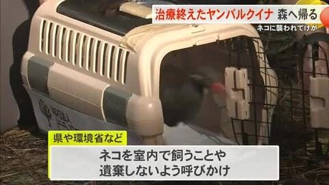 ネコに襲われたヤンバルクイナ　治療を終え森へ帰る